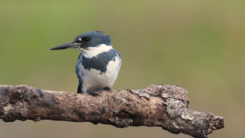 A belted kingfisher fishing in a pond
