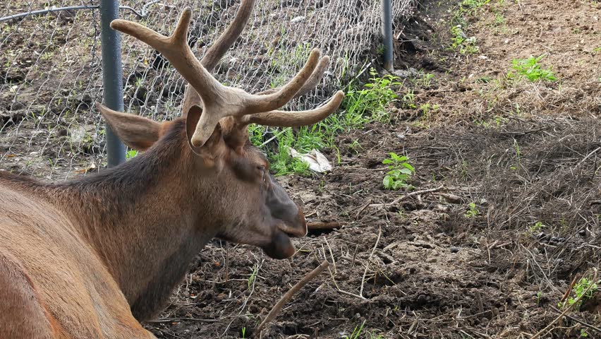Portrait of a young deer with horns covered with hairs, lying or relaxing in an enclosure at the zoo or in animal rehabilitation.