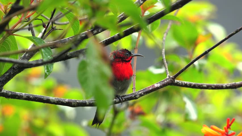 Bright red and black bird perched on tree branch amidst lush green foliage, with blurred background of vibrant yellow and orange flowers. Natural wildlife, nature scenery.