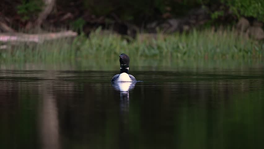 Common loon calling at sunrise