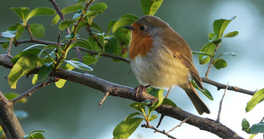 European robin (Erithacus rubecula, perched on branches, France