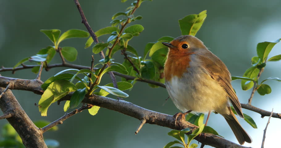 European robin (Erithacus rubecula, perched on branches, France