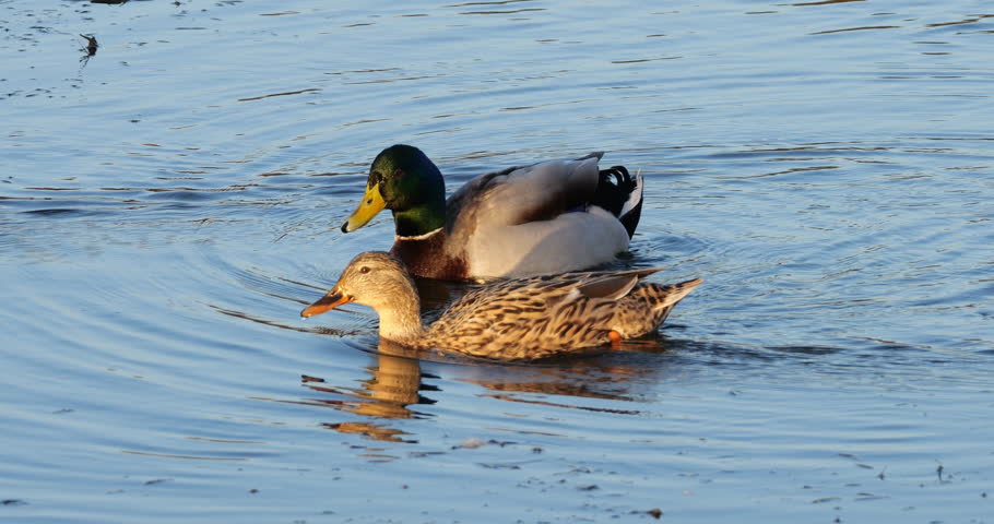 Couple of Mallard  , Anas platyrhynchos, swimming , Southern France
