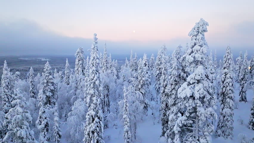 Drone flying in middle of snow covered trees, gloomy, winter sunrise in Lapland