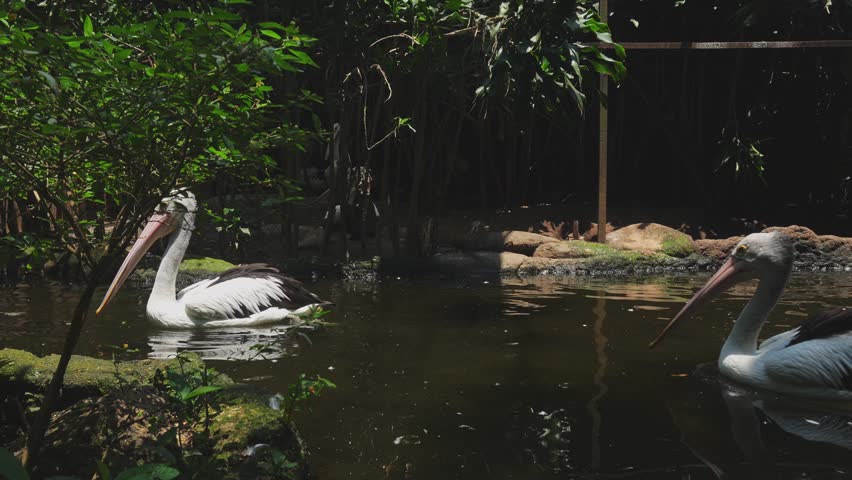 A Group Of White Australian Pelicans Swimming In The Pond At Zoo