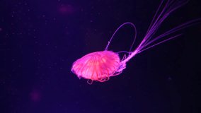 Beautiful pink jellyfish drifting through dark water, its glowing orange and pink bell illuminated against the purple background. Long, thin tentacles trail behind - Powered by Shutterstock - Get 15% off with code: PIKWIZARD15