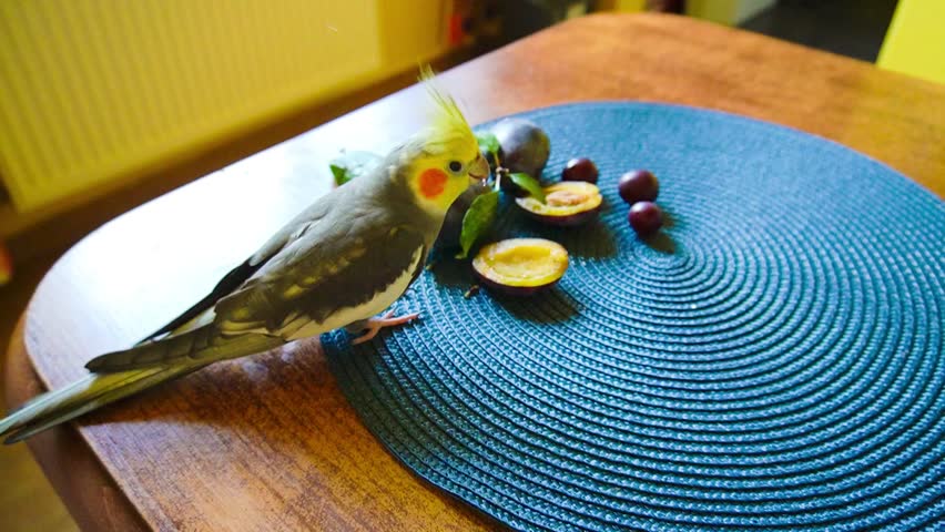 A cockatiel eats plums..Funny parrots. Cockatiel pets. Bird with a crest.