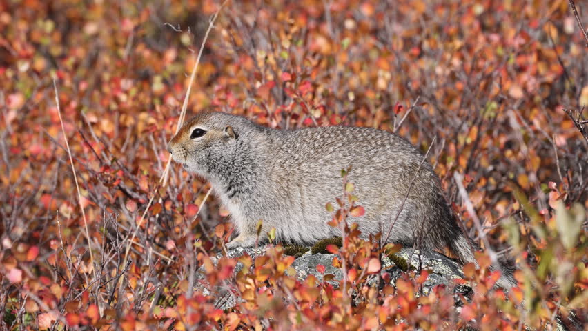 Arctic Ground Squirrel in Autumn in Denali National Park Alaska
