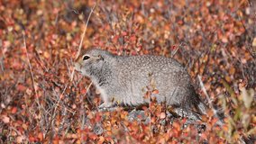 Arctic Ground Squirrel in Autumn in Denali National Park Alaska - Powered by Shutterstock - Get 15% off with code: PIKWIZARD15