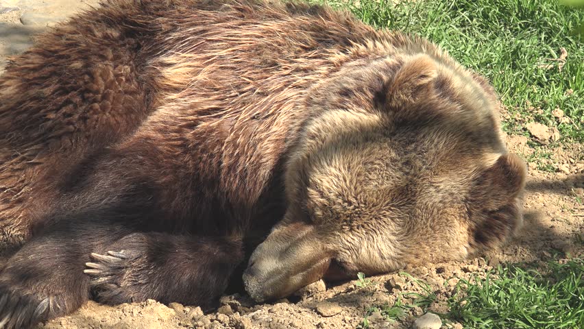 Crouched and sleepy, a bear cub falls asleep