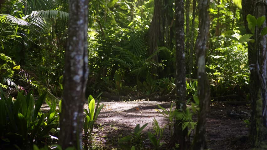 Sun shining through trees onto open spot on sand in the amazon rain forest jungle