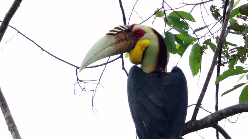 Wreathed hornbills are perching on a branch in a tropical forest, showcasing their vibrant plumage and distinctive beaks