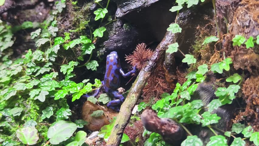 A poisonous blue dart frog (Dendrobates tinctorius azureus) explores the rainforest floor, its bright colors warning potential predators.