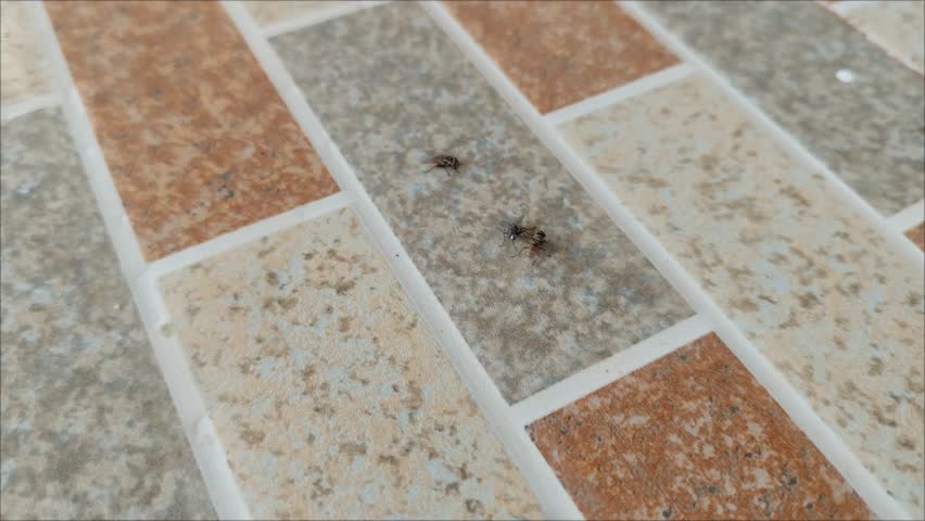 a group of black flies (Diptera) gathered, flew and landed on the floor of the house