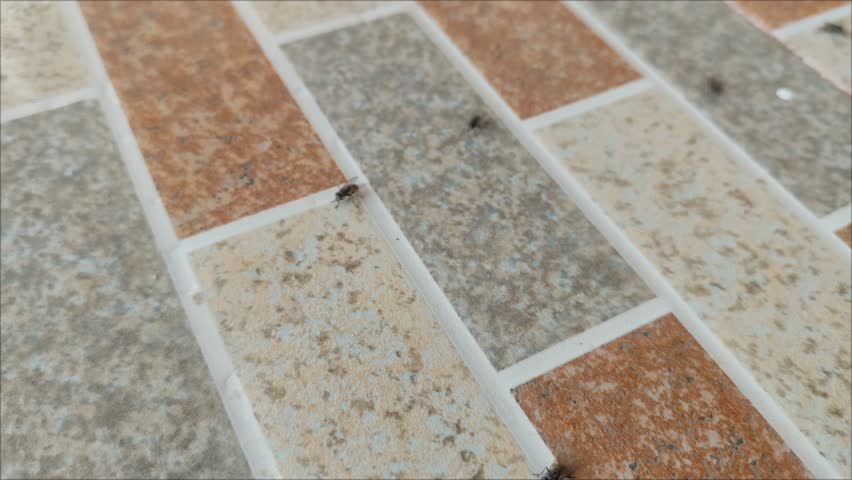 a group of black flies (Diptera) gathered, flew and landed on the floor of the house