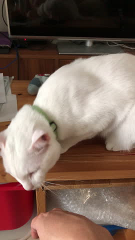 The white cat looking at the camera.