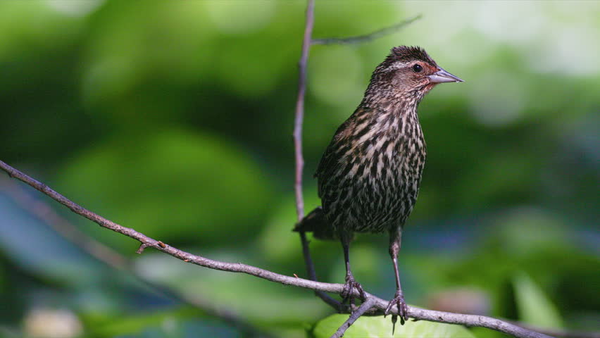Close up female red-winged Blackbird (Agelaius phoeniceus) posing while perched on a branch then flying away in slow motion.