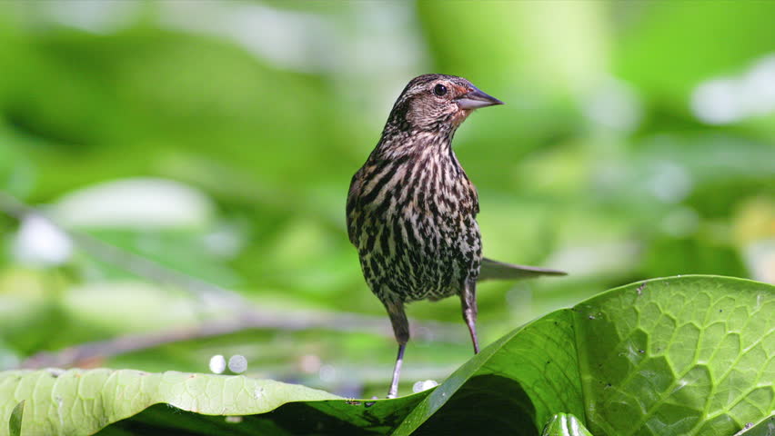 Close up female Red-winged Blackbird (Agelaius phoeniceus) standing and jumping over big lily pads floating on a pond in slow motion.
