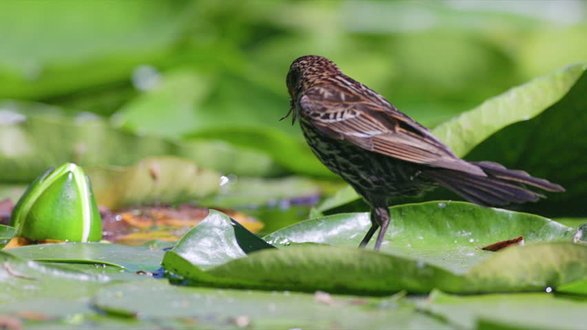 Female Red-winged Blackbird (Agelaius phoeniceus) with damselfly in its mouth flies away from big lily pads floating on a pond in slow motion.