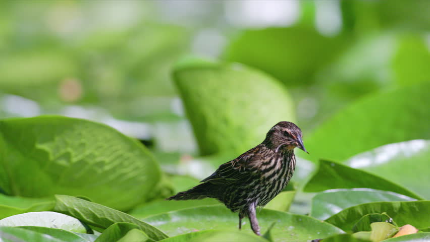 Female Red-winged Blackbird (Agelaius phoeniceus) with a damselfly in its mouth, has a jump scare due to fear of Largemouth Bass lurking below while hunting for insects on lil pads in slow motion.