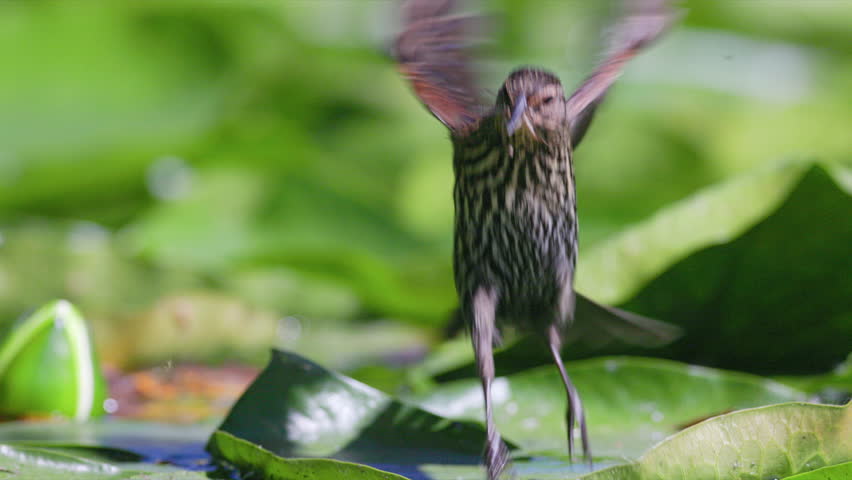 Close up female Red-winged Blackbird (Agelaius phoeniceus) with damselfly in mouth jumping over lily pads floating on a pond and then flying away in slow motion.