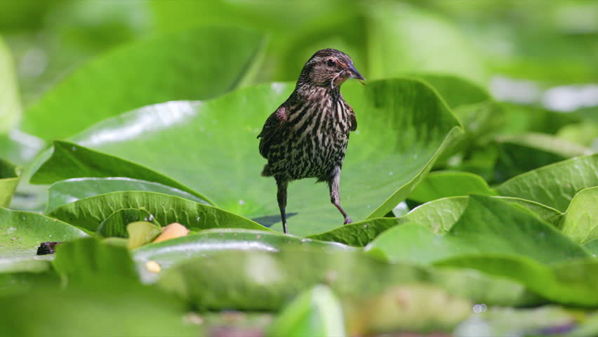 CU Female red-winged Blackbird (Agelaius phoeniceus) walking and jumping over big lily pads floating on a pond with a damselfly in its mouth in slow motion.
