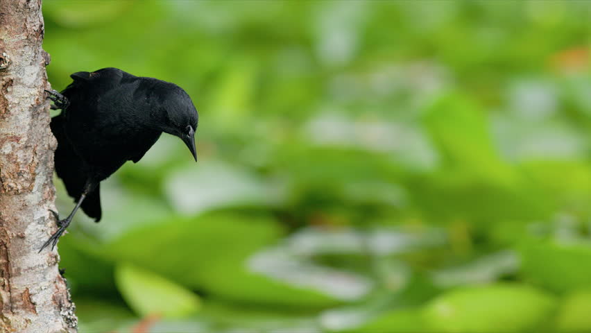 Male Red-winged Blackbird (Agelaius phoeniceus) perched vertically flying away in slow motion over lily pads.
