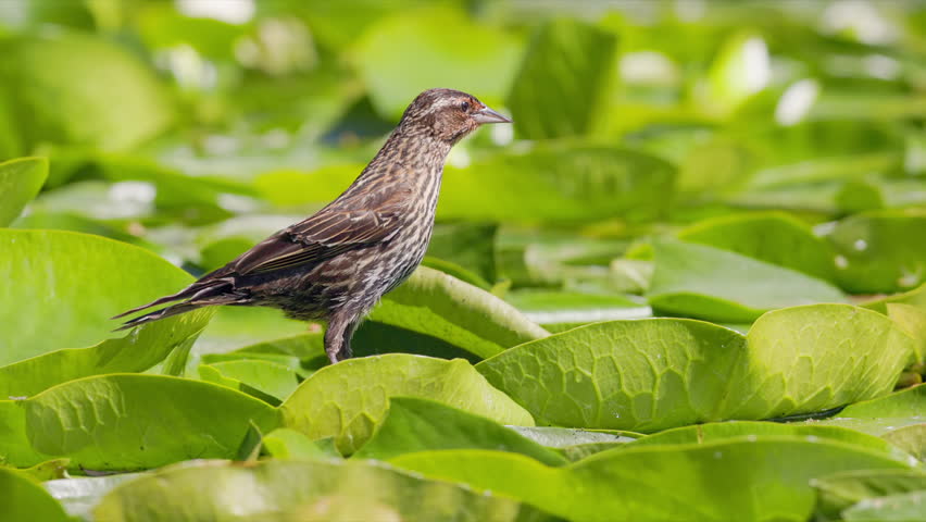 SLOMO CU Female Red-winged Blackbird (Agelaius phoeniceus) walking over big lily pads then flying away. 