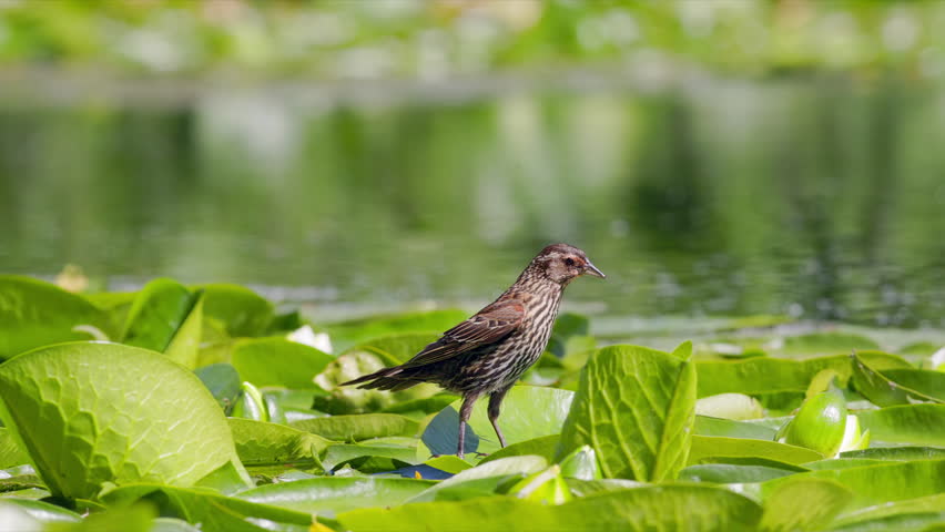 Slow motion female Red-winged Blackbird (Agelaius phoeniceus) walking and jumping over lily pads floating on a pond.
