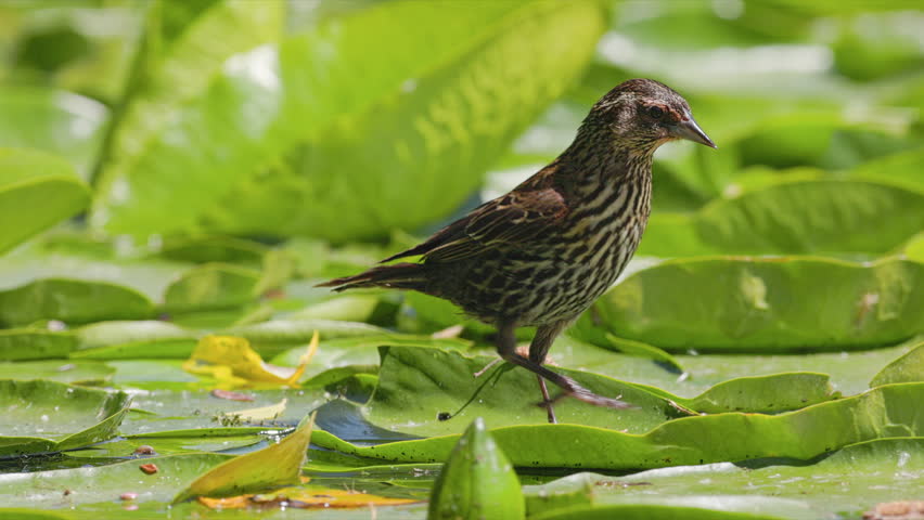 SLOMO CU Female Red-winged Blackbird (Agelaius phoeniceus) walking and lifting up lily pads in search of damselfly larvae. 