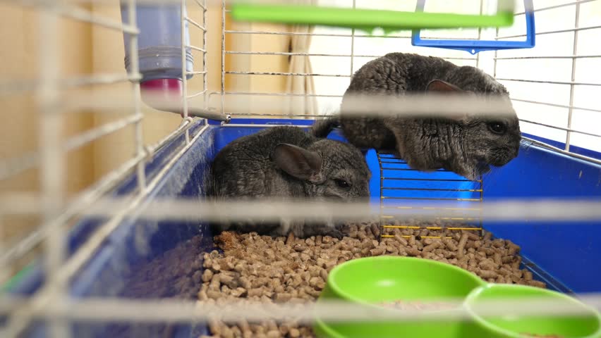 People care for and play with chinchillas.