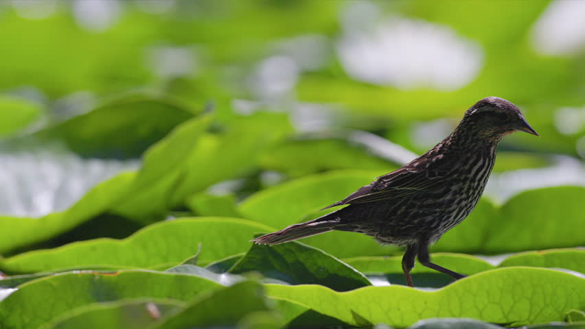 Slow motion female Red-winged Blackbird (Agelaius phoeniceus) walking over big lily pads floating on a pond and having a jump scare.