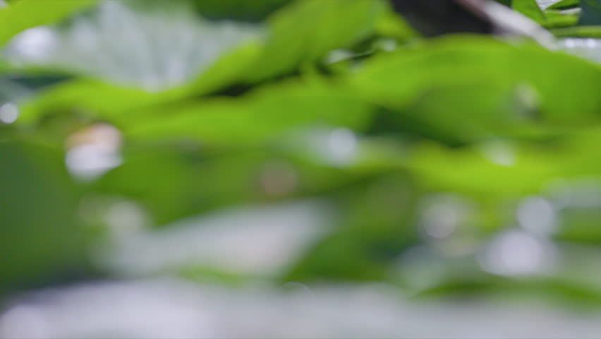 Tilting up to female Red-winged Blackbird (Agelaius phoeniceus) walking over big lily pads floating on a pond then flying away in slow motion.