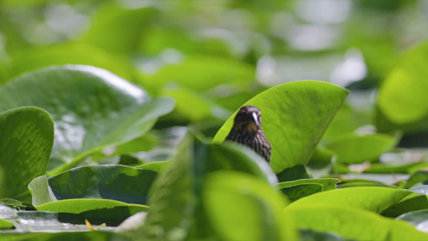 Close up female Red-winged Blackbird (Agelaius phoeniceus) standing and walking over big lily pads floating on a pond in slow motion.