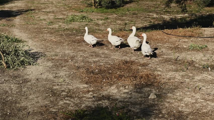 Four White Geese Walking Through a Farm on a Sunny Day