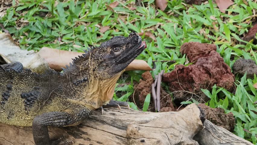 Video of a Sulawesi sailfin lizard (Hydrosaurus celebensis) highlighting its textured scales and sharp claws.