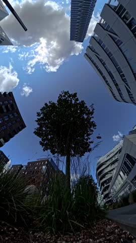 A 360 timelapse showcasing a lone tree surrounded by modern city buildings, highlighting the contrast between nature and urban architecture