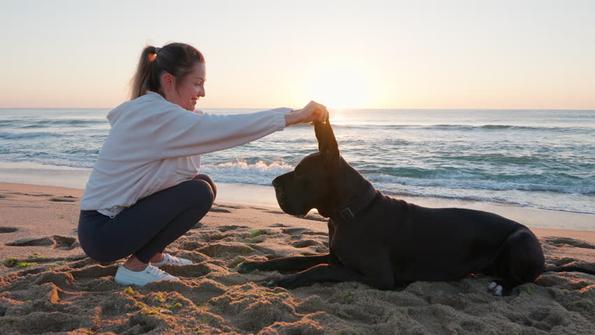 Woman play dog black Great Dane on sandy beach sharing peaceful moment at sunrise by ocean summer. Serene coastal setting warm light highlight companionship relaxation in nature. Pet care. Freedom