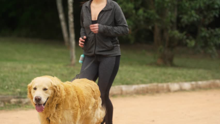 Golden Retriever running alongside a person during an outdoor jog in the park. Energetic dog and owner enjoying a healthy exercise routine in a natural and refreshing environment.
