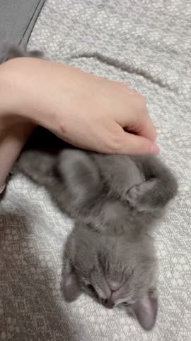 small gray kitten stretches and yawns while lying on the sofa. Girl