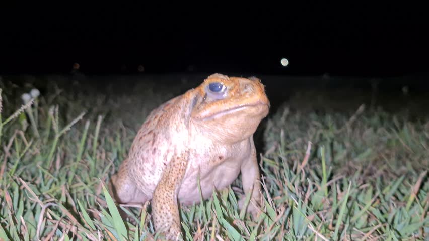 toad, brown toad, toad on grass, Australian toad, frog on grass, brown frog