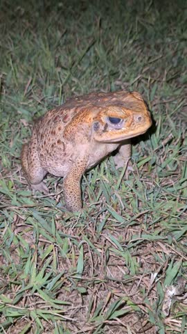 toad, brown toad, toad on grass, Australian toad, frog on grass, brown frog