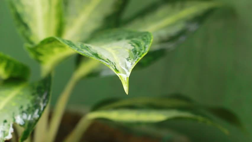 video of green leaves moving and being hit by raindrops from above. it