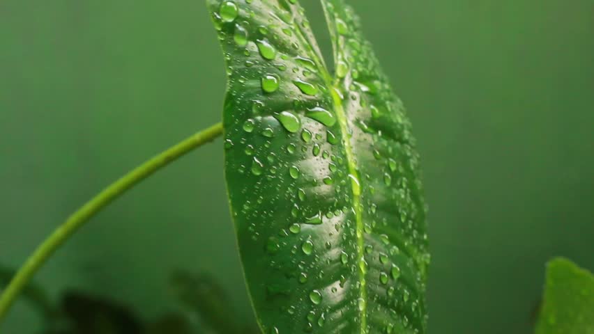 video of green leaves moving and being hit by raindrops from above. it