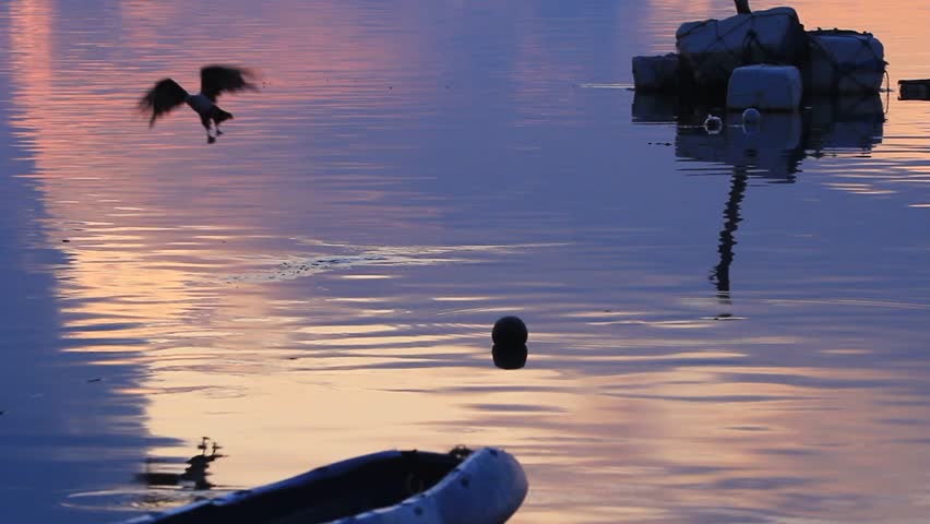 "A wild hawk perched gracefully on a cliff by the sea, symbolizing freedom, strength, and the untamed beauty of nature."
"This powerful image of a hawk along the coast conveys the raw majesty of both 