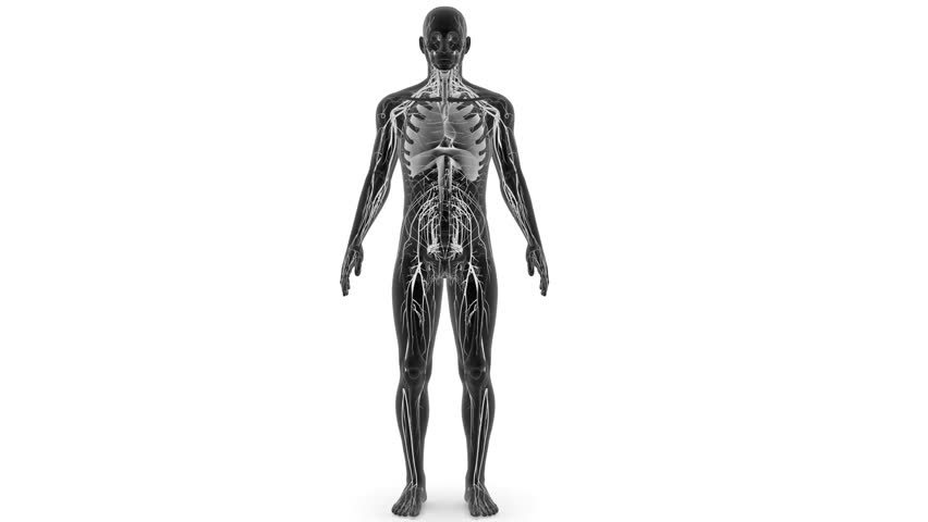 human lungs with circulatory system 3d animation