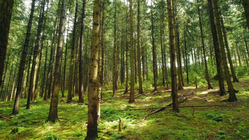 Bright green forest with tall trees casting light shadows, capturing the freshness and life within the tranquil woods in sunny summer day