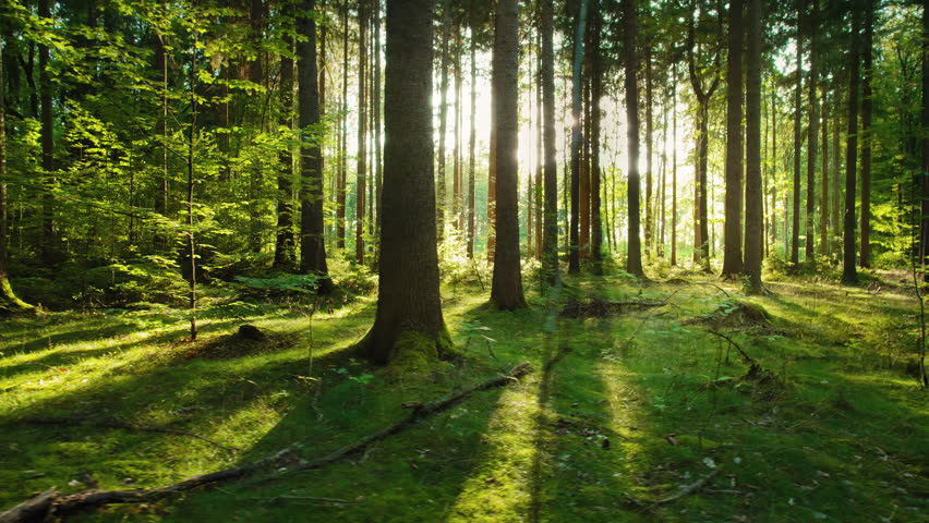 Sunlight streams through lush trees casting soft beams across moss-covered ground in a vibrant forest glade.