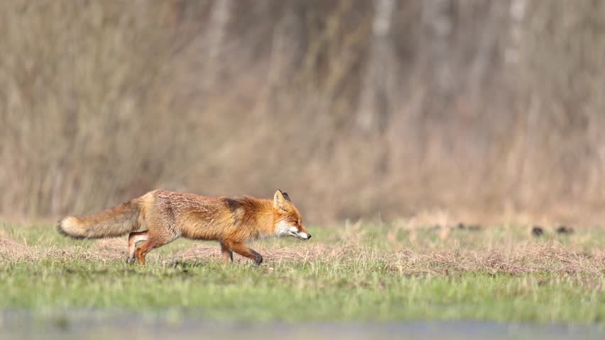 Mammals Fox Vulpes vulpes in spring scenery, Poland Europe, animal walking among spring meadow