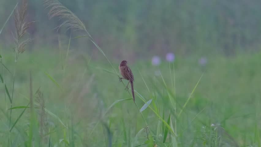 Striated Grassbird isolated in habitat